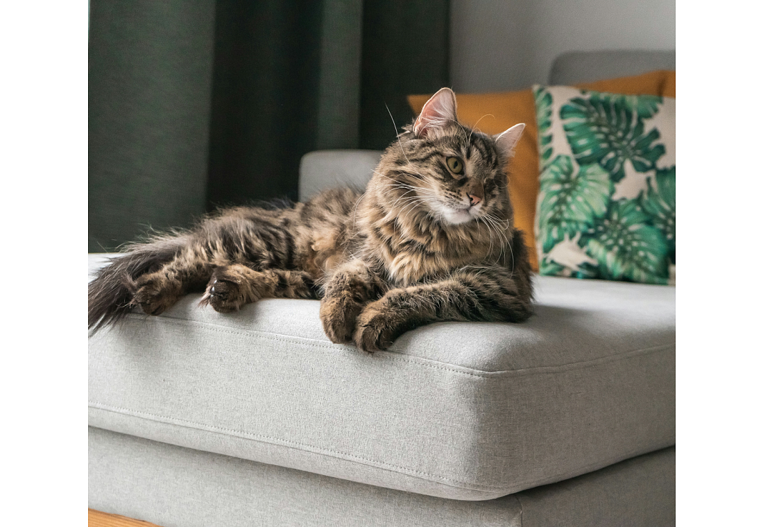 image for cat