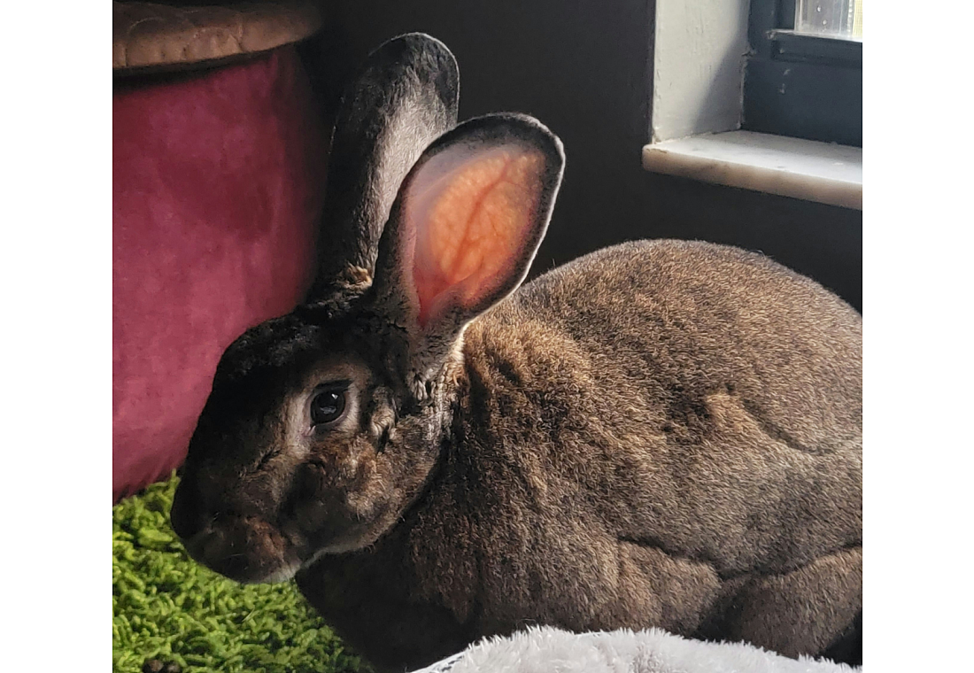 image for rabbit